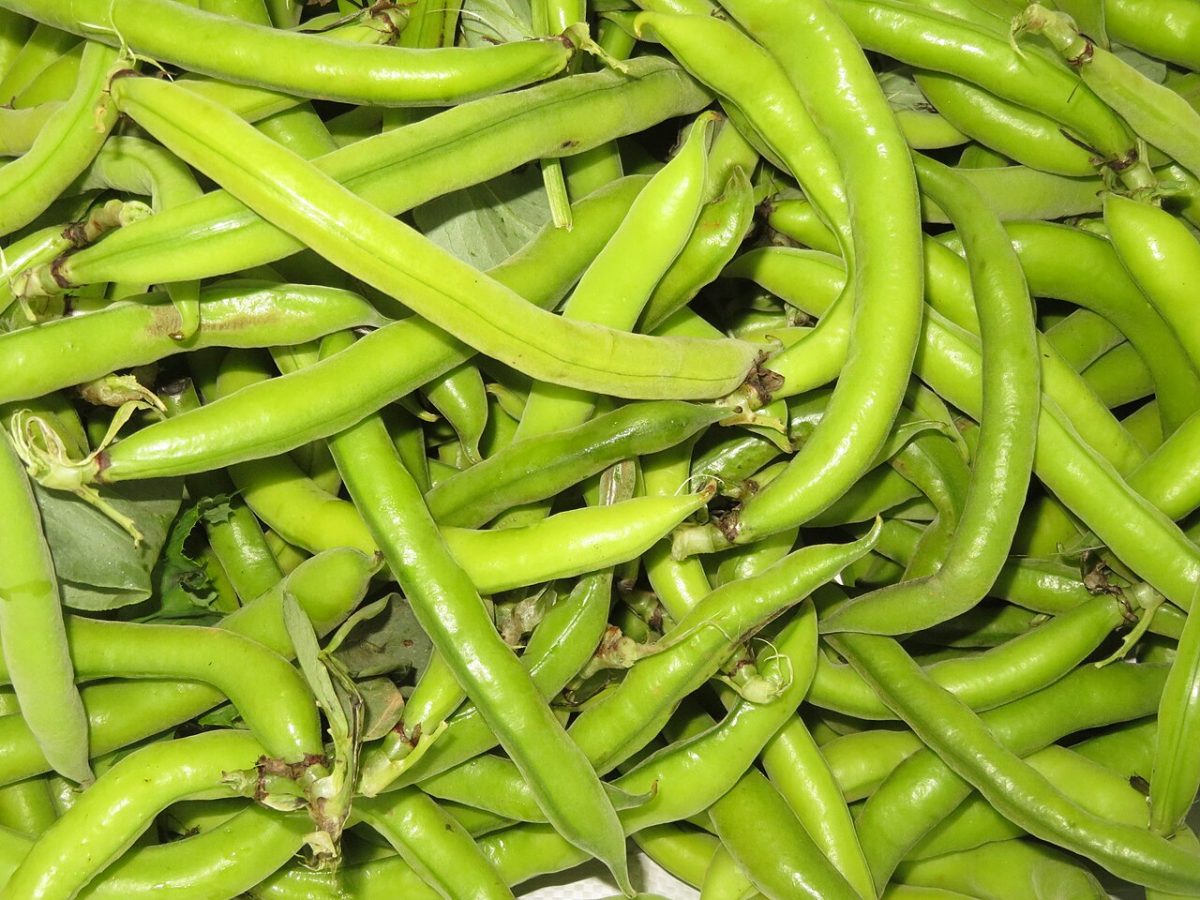 Habas tiernas