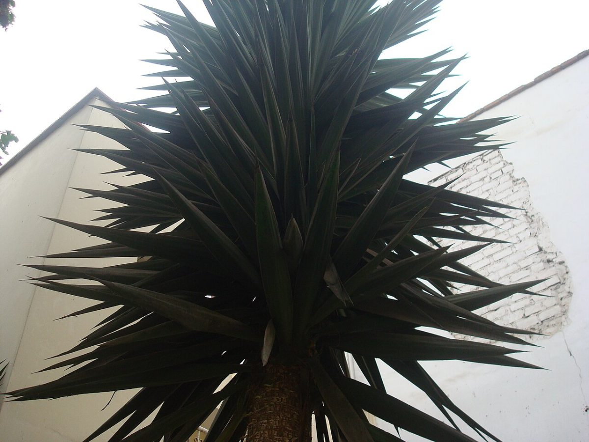 Yuca al microondas